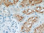 ACE2 Antibody in Immunohistochemistry (Paraffin) (IHC (P))