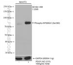 Phospho-RPS6KA1 (Ser380) Antibody in Western Blot (WB)