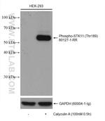 Phospho-STK11 (Thr189) Antibody in Western Blot (WB)