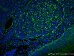 TMEM173/STING Antibody in Immunohistochemistry (Paraffin) (IHC (P))