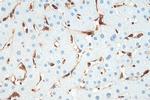 TMEM173/STING Antibody in Immunohistochemistry (Paraffin) (IHC (P))