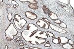 PDI Antibody in Immunohistochemistry (Paraffin) (IHC (P))