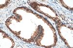 PDI Antibody in Immunohistochemistry (Paraffin) (IHC (P))