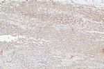 PEX14 Antibody in Immunohistochemistry (Paraffin) (IHC (P))