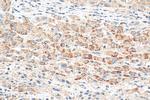 PEX14 Antibody in Immunohistochemistry (Paraffin) (IHC (P))