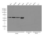 PEX14 Antibody in Western Blot (WB)