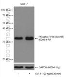 Phospho-RPS6 (Ser236) Antibody in Western Blot (WB)
