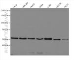 PEX14 Antibody in Western Blot (WB)