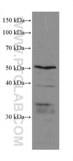 PEX14 Antibody in Western Blot (WB)