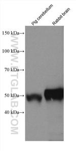 TTYH1 Antibody in Western Blot (WB)