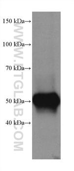 TTYH1 Antibody in Western Blot (WB)