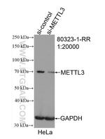 METTL3 Antibody in Western Blot (WB)