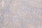 JAK3 Antibody in Immunohistochemistry (Paraffin) (IHC (P))