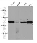 JAK3 Antibody in Western Blot (WB)