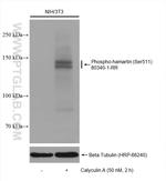 Phospho-Hamartin/TSC1 (Ser511) Antibody in Western Blot (WB)