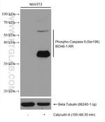 Phospho-Caspase 9 (Ser196) Antibody in Western Blot (WB)