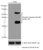 Phospho-Caspase 9 (Ser196) Antibody in Western Blot (WB)