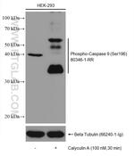 Phospho-Caspase 9 (Ser196) Antibody in Western Blot (WB)