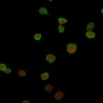 PD-L2/PDCD1LG2/CD273 Antibody in Immunocytochemistry (ICC/IF)