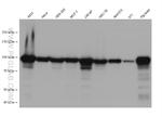 Beta Catenin Antibody in Western Blot (WB)