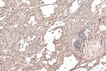 iNOS Antibody in Immunohistochemistry (Paraffin) (IHC (P))