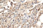 iNOS Antibody in Immunohistochemistry (Paraffin) (IHC (P))