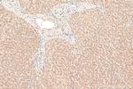 iNOS Antibody in Immunohistochemistry (Paraffin) (IHC (P))