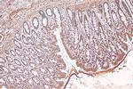 iNOS Antibody in Immunohistochemistry (Paraffin) (IHC (P))