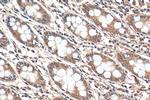 iNOS Antibody in Immunohistochemistry (Paraffin) (IHC (P))