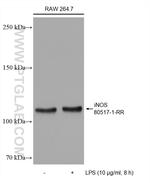 iNOS Antibody in Western Blot (WB)