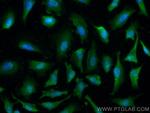 IRF3 Antibody in Immunocytochemistry (ICC/IF)