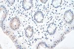 IRF3 Antibody in Immunohistochemistry (Paraffin) (IHC (P))