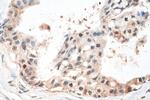 IRF3 Antibody in Immunohistochemistry (Paraffin) (IHC (P))