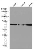 IRF3 Antibody in Western Blot (WB)