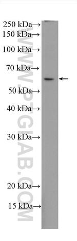 IRF3 Antibody in Western Blot (WB)