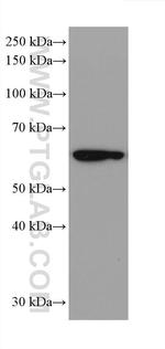 IRF3 Antibody in Western Blot (WB)