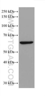 IRF3 Antibody in Western Blot (WB)