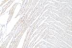 Connexin 43 Antibody in Immunohistochemistry (Paraffin) (IHC (P))