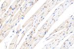 Connexin 43 Antibody in Immunohistochemistry (Paraffin) (IHC (P))