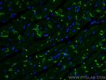 Connexin 43 Antibody in Immunohistochemistry (PFA fixed) (IHC (PFA))