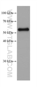 Occludin Antibody in Western Blot (WB)