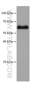 Occludin Antibody in Western Blot (WB)