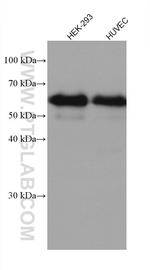 Occludin Antibody in Western Blot (WB)