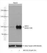 NRF2, NFE2L2 Antibody in Western Blot (WB)