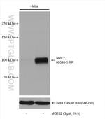 NRF2, NFE2L2 Antibody in Western Blot (WB)