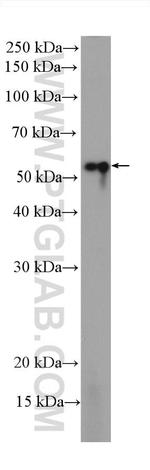 Beta Tubulin Antibody in Western Blot (WB)