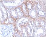 FGF23 (Fibroblast Growth Factor 23) Antibody in Immunohistochemistry (Paraffin) (IHC (P))