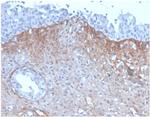 FGF23 (Fibroblast Growth Factor 23) Antibody in Immunohistochemistry (Paraffin) (IHC (P))