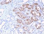 FGF23 (Fibroblast Growth Factor 23) Antibody in Immunohistochemistry (Paraffin) (IHC (P))