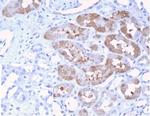 FGF23 (Fibroblast Growth Factor 23) Antibody in Immunohistochemistry (Paraffin) (IHC (P))